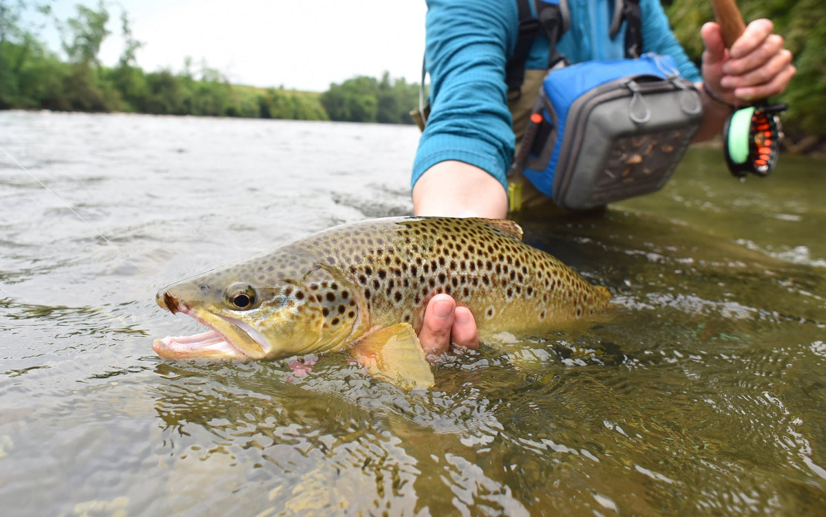3 Pack Queen Of The Waters Classic Dry Fly - Size 14